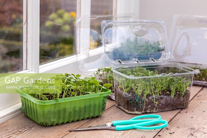 Various plastic trays on window sill with microgreens such as pea shoots, 
radish and spinach, scissors for harvesting