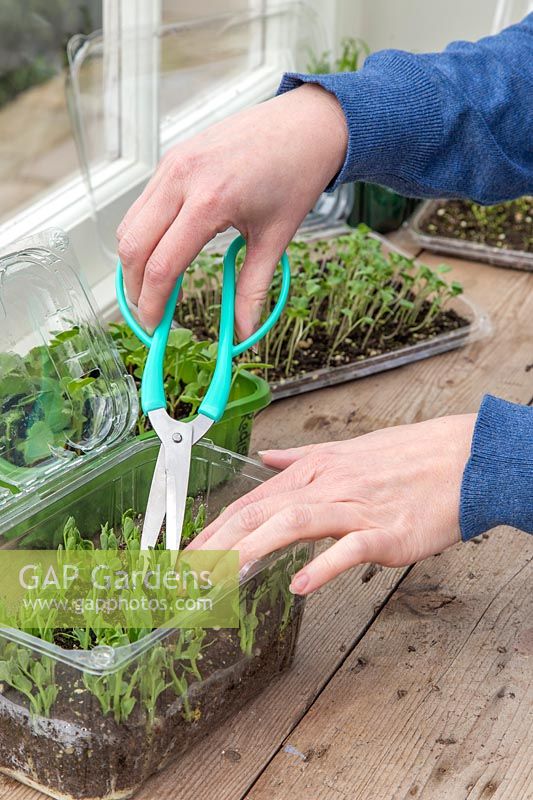 Woman using scissors to cut pea shoots growing in plastic trays