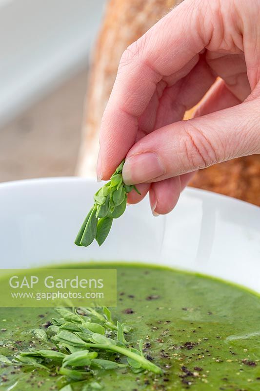 Woman adding Pea shoot to bowl of Pea soup. 