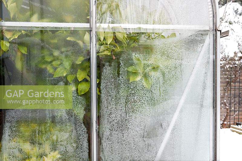 Citrus leaves in a greenhouse photographed from outside in winter. The glass is frozen and covered with ice crystals.

