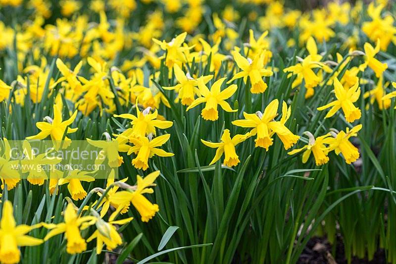 Narcisus 'February Gold' - Daffodil