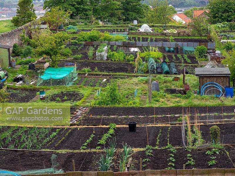 Allotments on a well-maintained site, long rows of young vegetables across plots 
