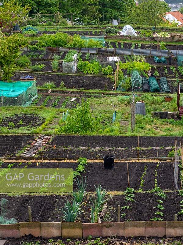 Allotments showing young vegetable plants in rows