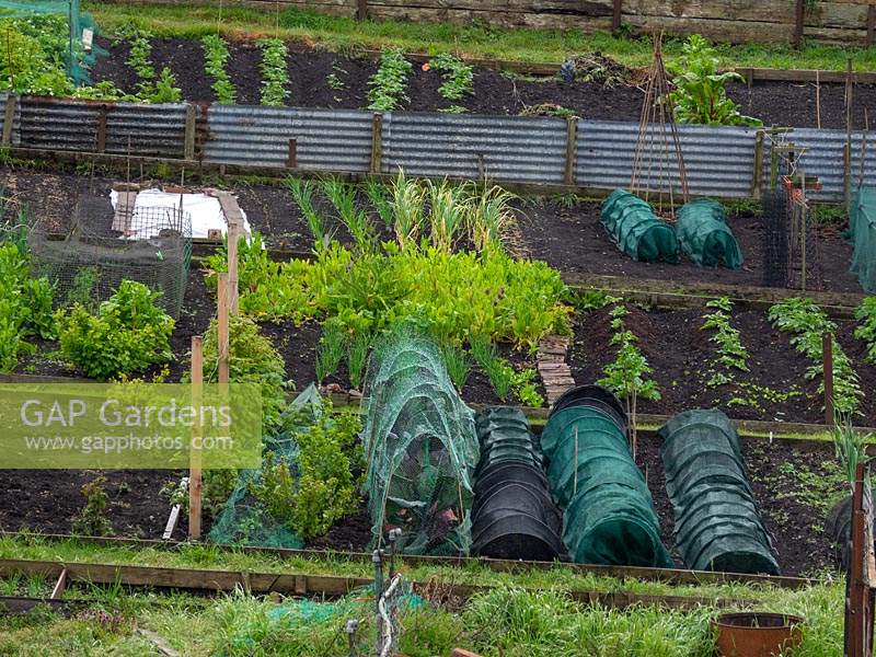 Allotments showing row cloches protecting plants
