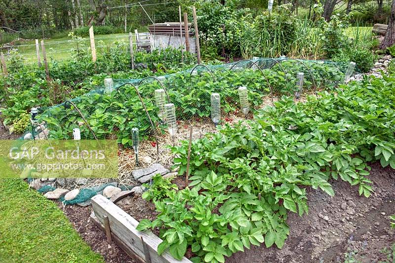 Vegetable and fruit garden beds including raised rows of Potato 'Sante', 
fruiting strawberries with metal hoop frame, plastic bottles and 
net protection from birds 