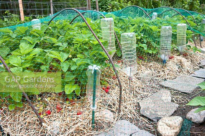 Strawberry bed with ripe fruit protected from birds. Netting over metal hoops
 well secured with stones, plastic bottles on stakes
