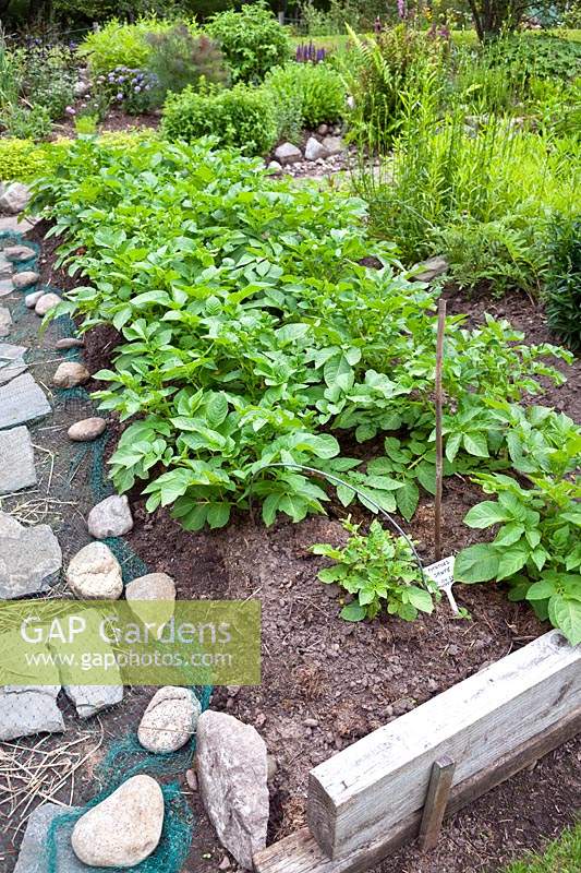 Vegetable bed with rows of Potato 'Sante'