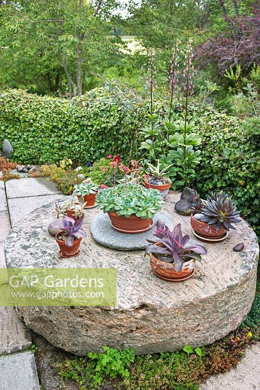 Collection of potted succulents including Echeveria and Agave on 
old millstone table set on paving. Flowering Lilium martagon - Martagon Lily  - by 
Hedera helix - Ivy - hedge