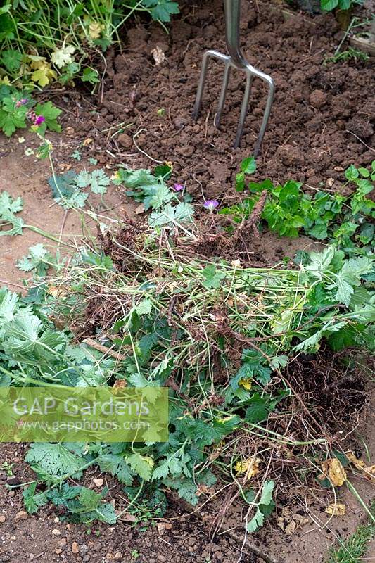 Cleared Geranium plants and roots from a garden border 