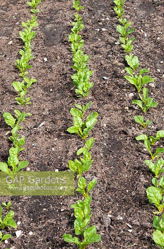 Beta vulgaris subsp. cicla var. flavescens - Swiss Chard 'Bright Yellow' - 
rows of young plants in a vegetable garden 
