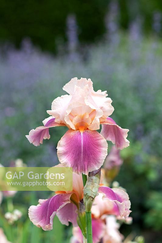 Tall bearded Iris 'Carnaby' 