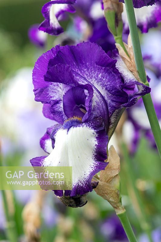 Tall Bearded Iris 'Stepping Out'