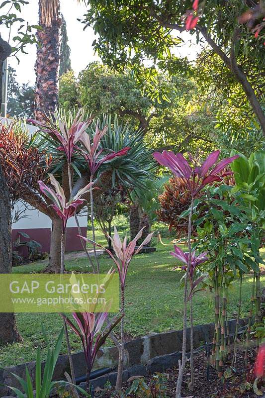 Variegated leaves of Cordyline fruticosa syn. Cordyline terminalis - Ti plant - 
green leaves of Dichorisandra thyrsiflora  - Blue Ginger - and
 Dracaena draco subsp. draco and Codiaeum variegatum syn. Croton variegatum 