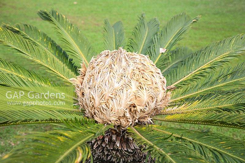 Cone of female Cycas revoluta - Japanese Sago Palm