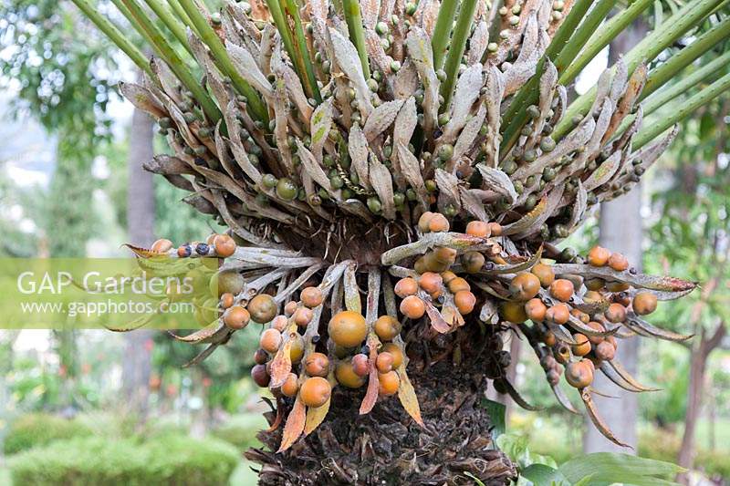 Female, fruiting Cycas circinalis - Queen Sago