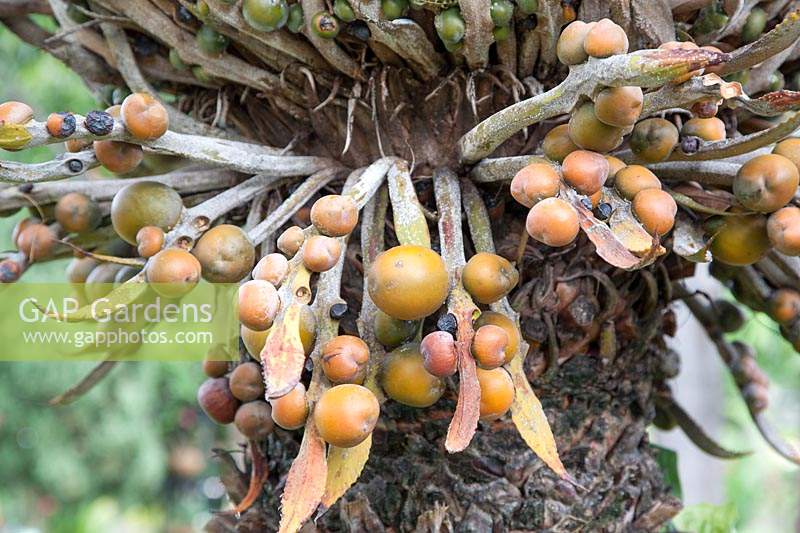 Female Cycas circinalis - Queen Sago - with fruits