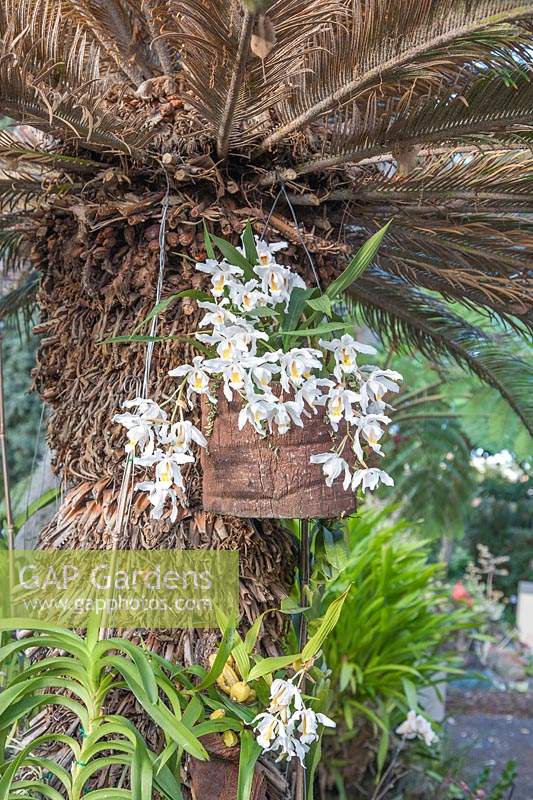 Fragrant orchid Coelogyne cristatag rowing in container against trunk of Cycas revoluta.