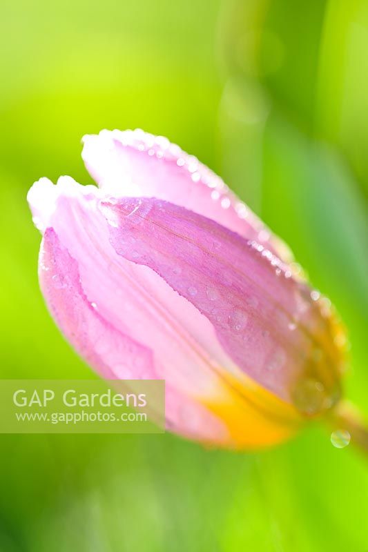 Tulipa bakeri 'Lilac Wonder' - Closed flower with raindrops