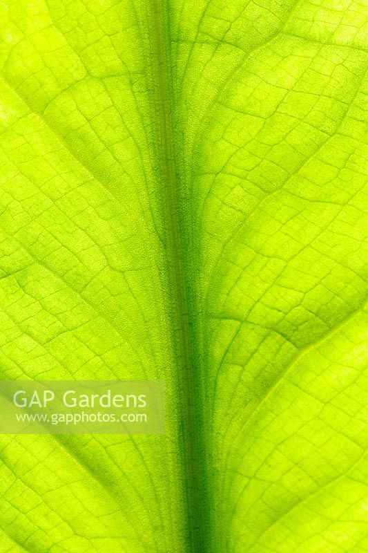 Lysichiton americanus - Yellow skunk cabbage leaf