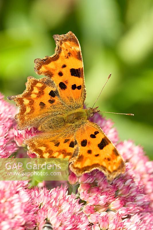 Polygonia c-album - Comma Butterfly on Sedum flower. 