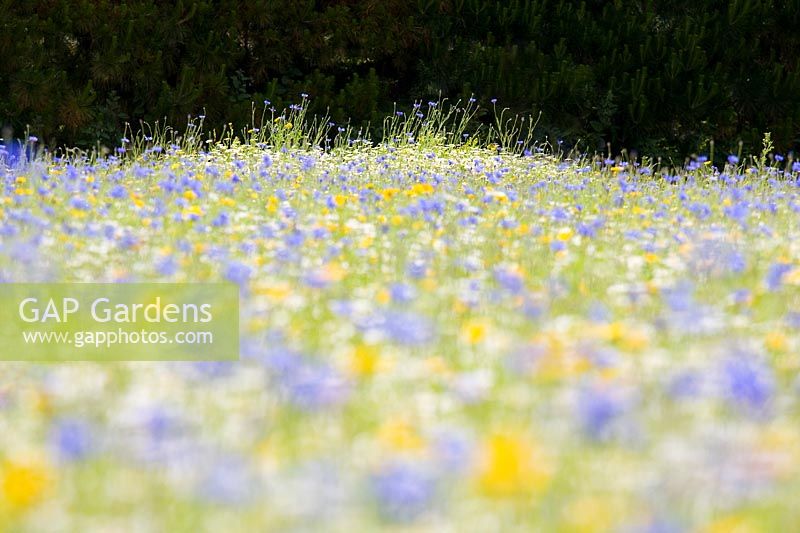 Cultivated wildflower meadow with cornflower, camomile, corn marigold