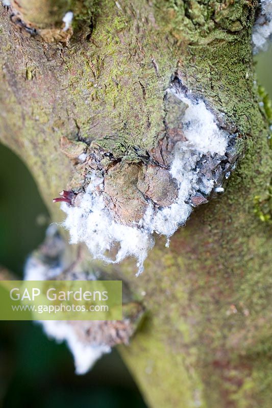 Eriosoma lanigerum -  wooly aphid damage on apple tree