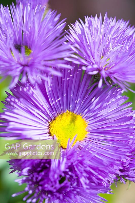 Erigeron 'Dunkelste Aller' - Fleabane 'Dunkelste Aller'