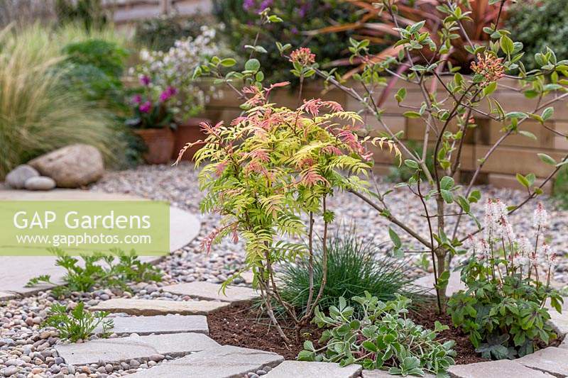 Circular bed with mixed planting including Sorbaria, Festuca, Viburnum and Tiarella. 