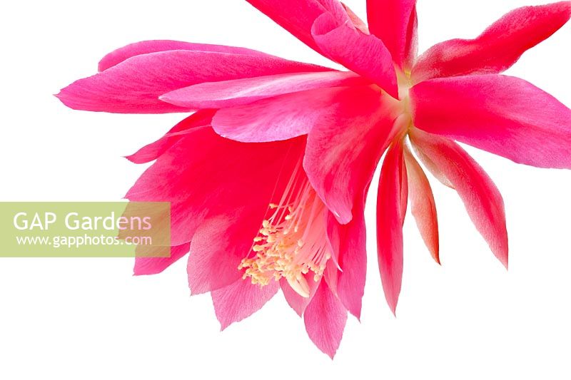 Epiphyllum spp - Orchid cactus flower
