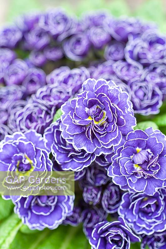 Primula Belarina Amethyst Ice 'Kerbelpicotee' Belarina Series - Primrose Belarina Amethyst Ice