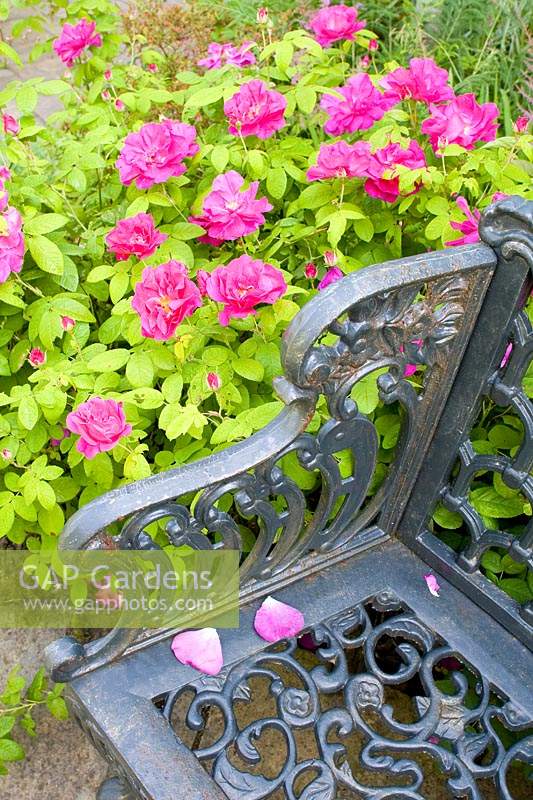 Rosa gallica var. officinalis - Apothecary's rose growing by wrought iron bench.