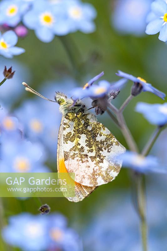 Anthocharis cardamines - Male Orange Tip Butterfly - resting  on Forget-me-not flowers