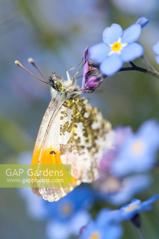 Anthocharis cardamines - Male Orange Tip Butterfly resting on Forget-me-not flowers