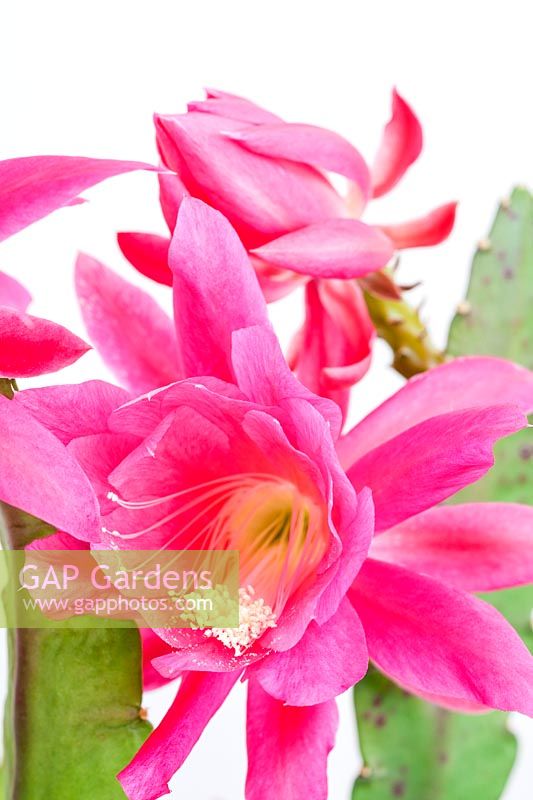 Epiphyllum - Orchid cactus