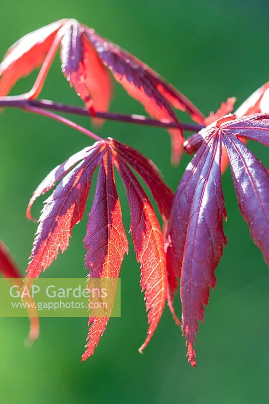 Acer Palmatum 'Trompenburg'