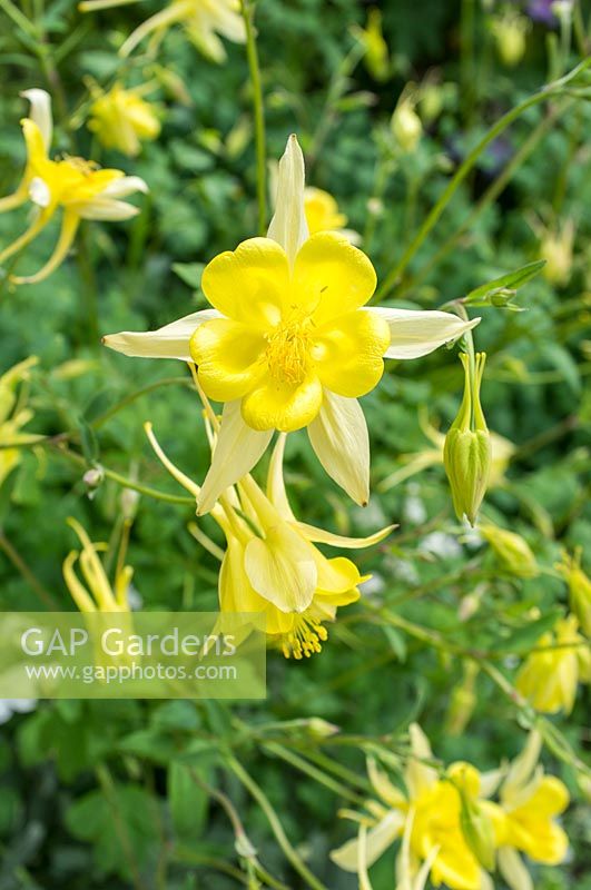 Aquilegia chrysantha 'Yellow Queen'