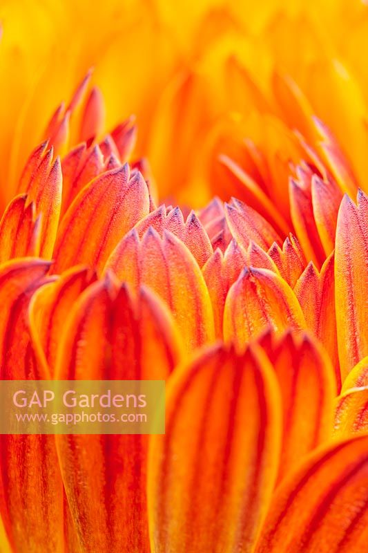 Calendula officinalis - Common Marigold petals