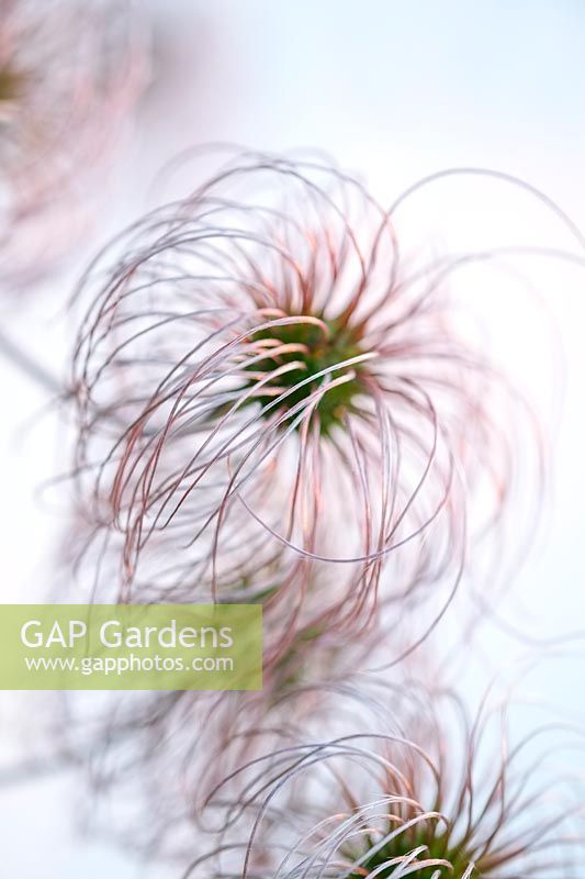 Clematis 'Blue Lagoon' seed heads