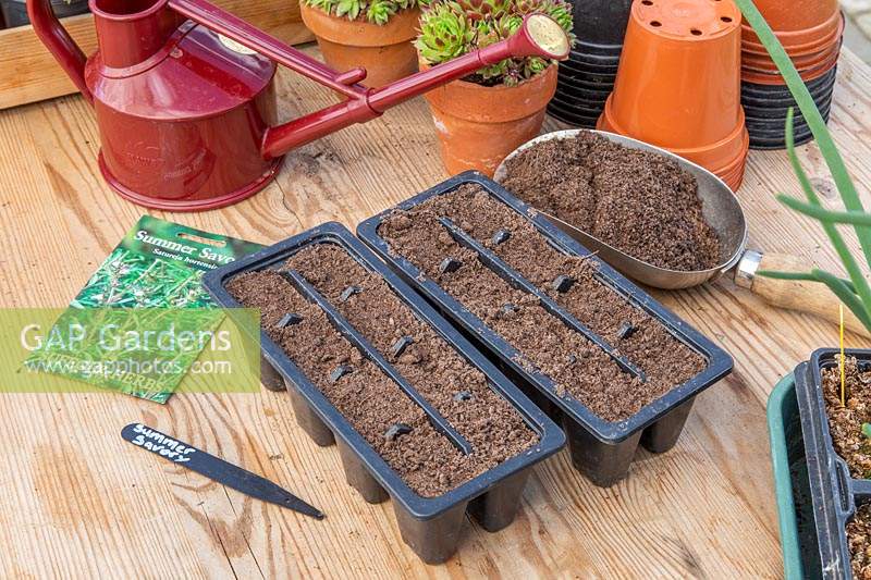 Material and tools ready for sowing Summer Savoury - Satureja hortensis