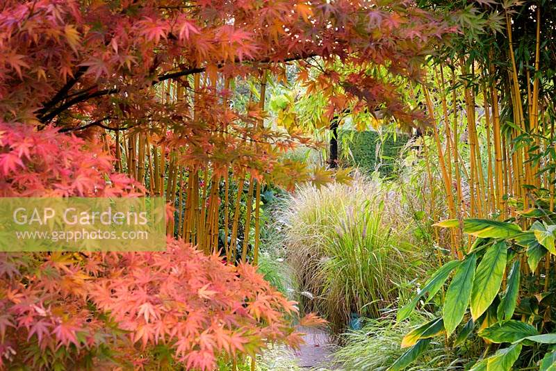 Acer palmatum and Phyllostachys aureosulcata f. spectabilis create a frame into the sunken garden filled with grasses at Barn House, Chepstow, UK. 