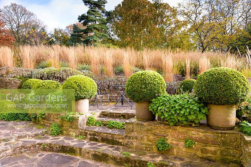 Terraced seating area bordered by pots of clipped box and troughs of Campanula at Barn House, Chepstow, UK.