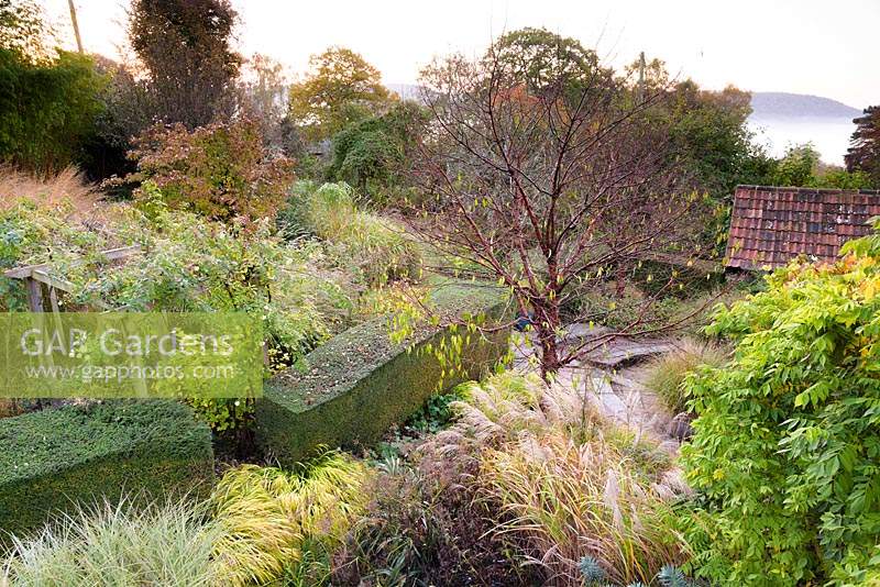View down onto the garden at Barn House, Chepstow, UK, with Prunus serrula surrounded by grasses including Miscanthus and Hakonechloa macra 'Aureola'. 