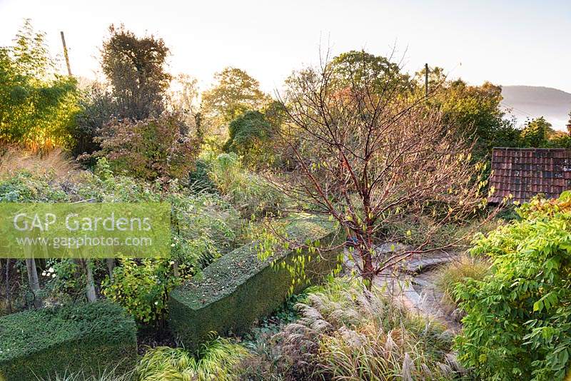 View down onto the garden at Barn House, Chepstow, UK, with Prunus serrula surrounded by grasses including Miscanthus and Hakonechloa macra 'Aureola'.

