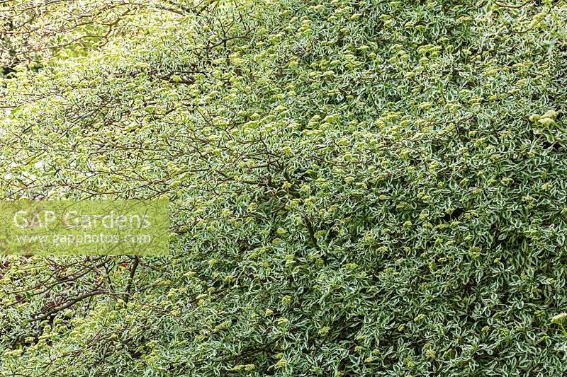 Cornus alternifolia 'Argentea'