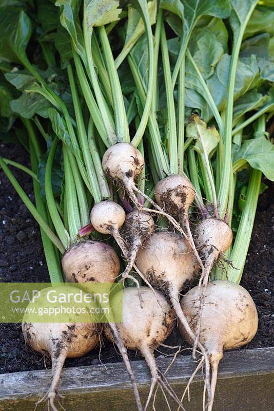 Beta vulgaris 'Albina Vereduna' - White beetroot 'Albina Vereduna'
