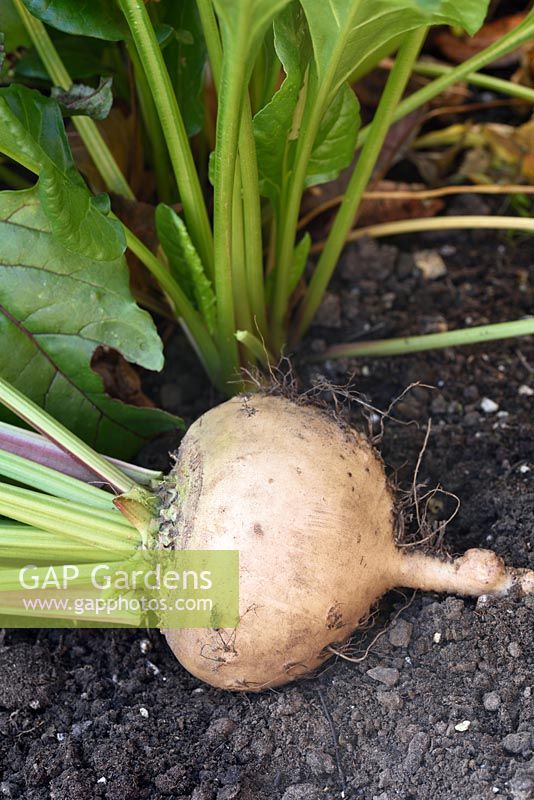 Beta vulgaris 'Albina Vereduna' - White beetroot 'Albina Vereduna' 