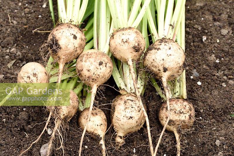 Beta vulgaris 'Albina Vereduna' - White beetroot 'Albina Vereduna' 