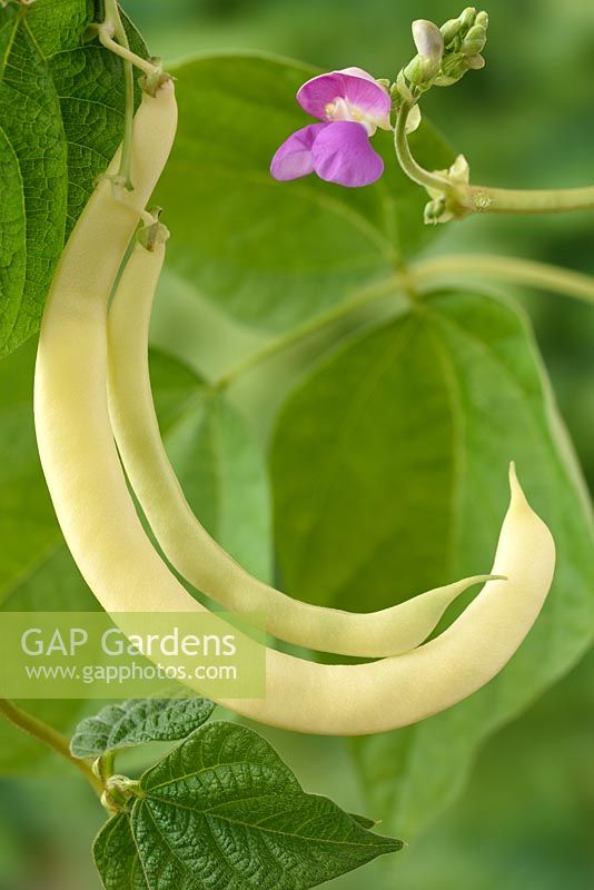 Phaseolus vulgaris 'Anellino Giallo' - Climbing bean 'Anellino Giallo'