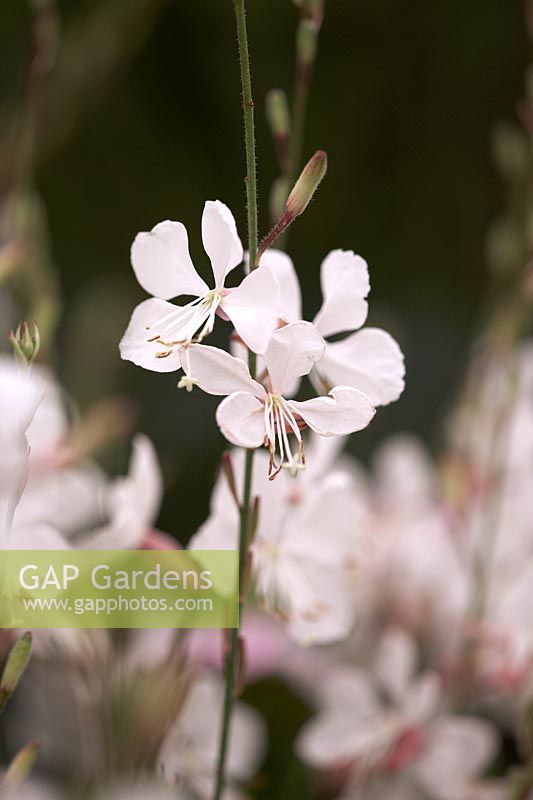 Gaura 'Geyser White' - Lindheimer's beeblossom