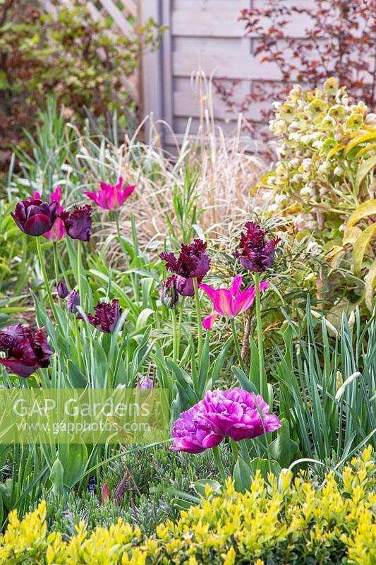 Tulipa 'Black Parrot', Tulipa 'Purple Dream', Tulipa 'Ronaldo', Tulipa  'Showcase', Narcissus 'Pheasants Eye' and Allium atropurpureum. 